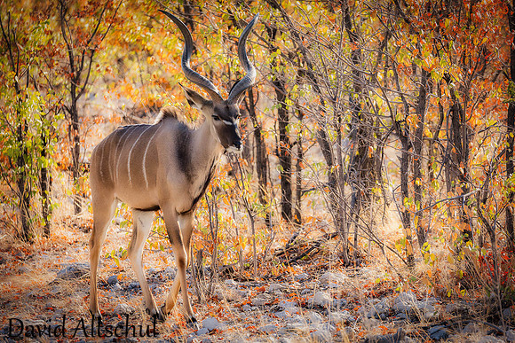 Namibia