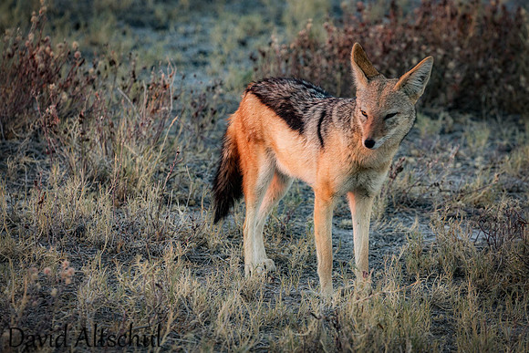 Namibia